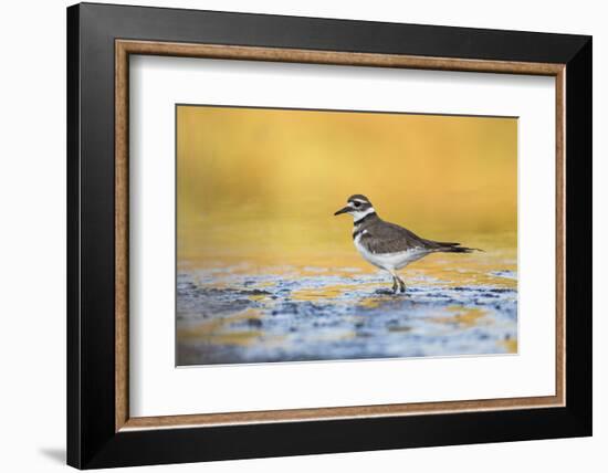 Wyoming, Sublette Co, Killdeer in Mudflat with Gold Reflected Water-Elizabeth Boehm-Framed Photographic Print