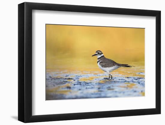 Wyoming, Sublette Co, Killdeer in Mudflat with Gold Reflected Water-Elizabeth Boehm-Framed Photographic Print