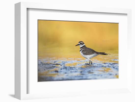 Wyoming, Sublette Co, Killdeer in Mudflat with Gold Reflected Water-Elizabeth Boehm-Framed Photographic Print