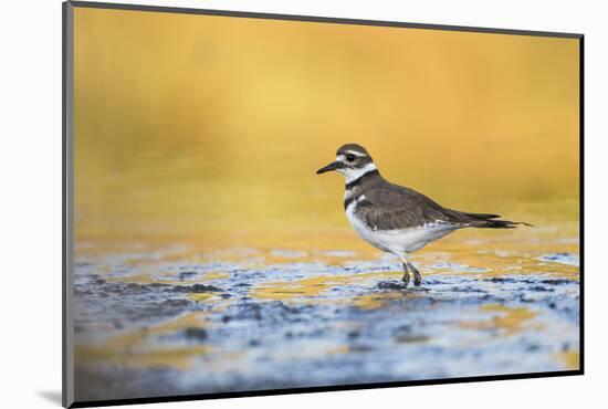 Wyoming, Sublette Co, Killdeer in Mudflat with Gold Reflected Water-Elizabeth Boehm-Mounted Photographic Print