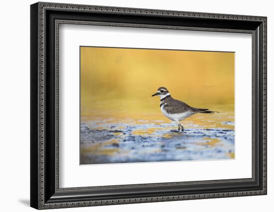 Wyoming, Sublette Co, Killdeer in Mudflat with Gold Reflected Water-Elizabeth Boehm-Framed Photographic Print