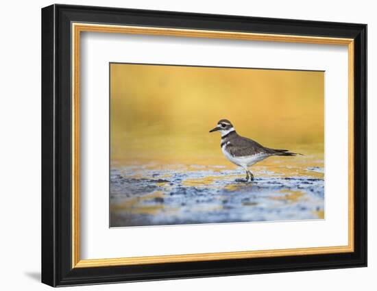 Wyoming, Sublette Co, Killdeer in Mudflat with Gold Reflected Water-Elizabeth Boehm-Framed Photographic Print