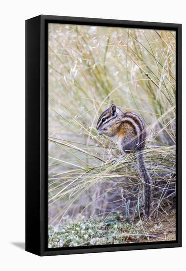 Wyoming, Sublette Co, Least Chipmunk Sitting on Grasses Eating-Elizabeth Boehm-Framed Premier Image Canvas