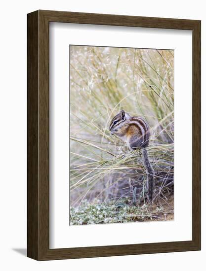 Wyoming, Sublette Co, Least Chipmunk Sitting on Grasses Eating-Elizabeth Boehm-Framed Photographic Print