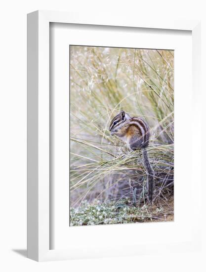 Wyoming, Sublette Co, Least Chipmunk Sitting on Grasses Eating-Elizabeth Boehm-Framed Photographic Print