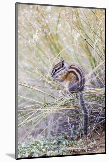 Wyoming, Sublette Co, Least Chipmunk Sitting on Grasses Eating-Elizabeth Boehm-Mounted Photographic Print