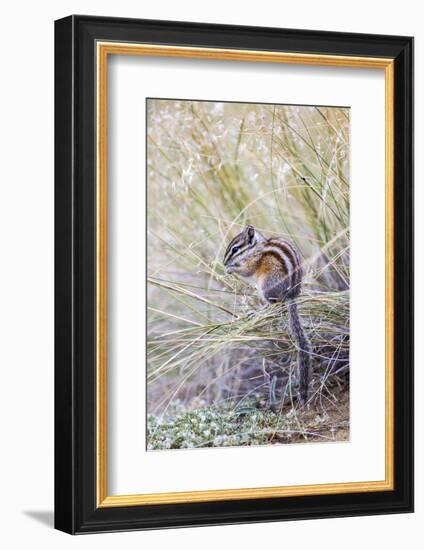 Wyoming, Sublette Co, Least Chipmunk Sitting on Grasses Eating-Elizabeth Boehm-Framed Photographic Print