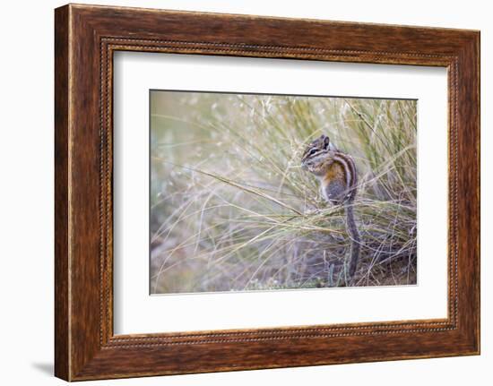 Wyoming, Sublette Co, Least Chipmunk Sitting on Grasses Eating-Elizabeth Boehm-Framed Photographic Print