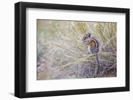 Wyoming, Sublette Co, Least Chipmunk Sitting on Grasses Eating-Elizabeth Boehm-Framed Photographic Print