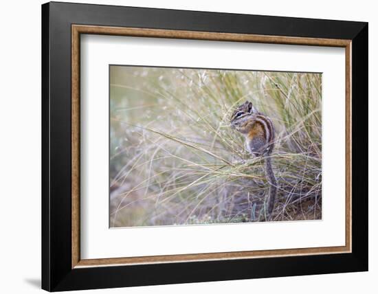 Wyoming, Sublette Co, Least Chipmunk Sitting on Grasses Eating-Elizabeth Boehm-Framed Photographic Print