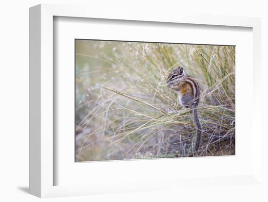 Wyoming, Sublette Co, Least Chipmunk Sitting on Grasses Eating-Elizabeth Boehm-Framed Photographic Print