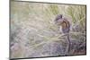 Wyoming, Sublette Co, Least Chipmunk Sitting on Grasses Eating-Elizabeth Boehm-Mounted Photographic Print