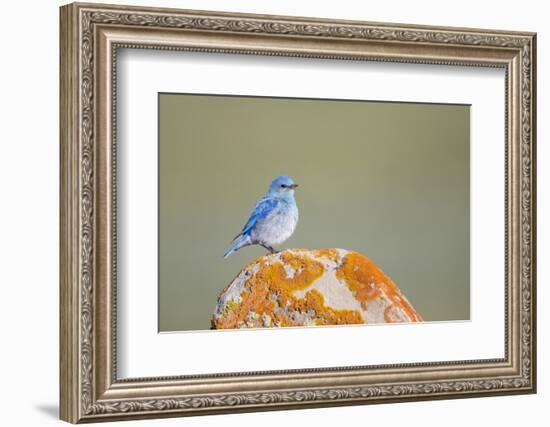 Wyoming, Sublette Co, Mountain Bluebird Sitting on Orange Lichen Rock-Elizabeth Boehm-Framed Photographic Print