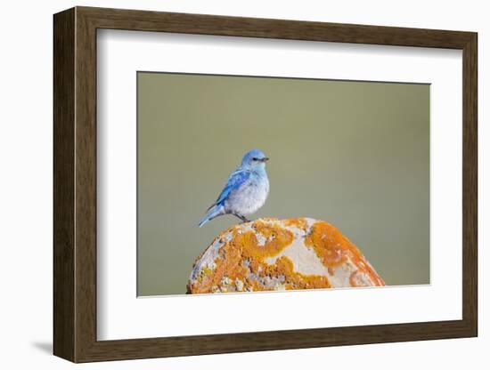 Wyoming, Sublette Co, Mountain Bluebird Sitting on Orange Lichen Rock-Elizabeth Boehm-Framed Photographic Print