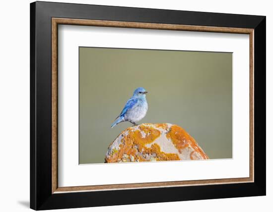 Wyoming, Sublette Co, Mountain Bluebird Sitting on Orange Lichen Rock-Elizabeth Boehm-Framed Photographic Print