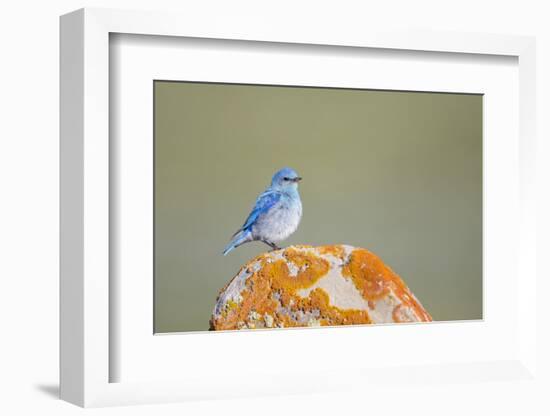 Wyoming, Sublette Co, Mountain Bluebird Sitting on Orange Lichen Rock-Elizabeth Boehm-Framed Photographic Print