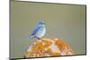 Wyoming, Sublette Co, Mountain Bluebird Sitting on Orange Lichen Rock-Elizabeth Boehm-Mounted Photographic Print