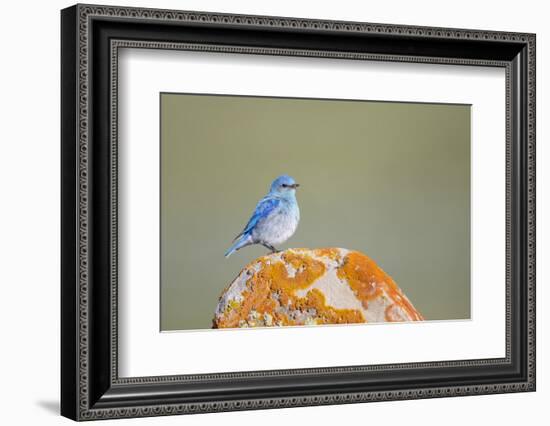 Wyoming, Sublette Co, Mountain Bluebird Sitting on Orange Lichen Rock-Elizabeth Boehm-Framed Photographic Print