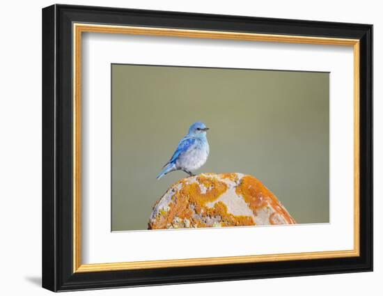 Wyoming, Sublette Co, Mountain Bluebird Sitting on Orange Lichen Rock-Elizabeth Boehm-Framed Photographic Print