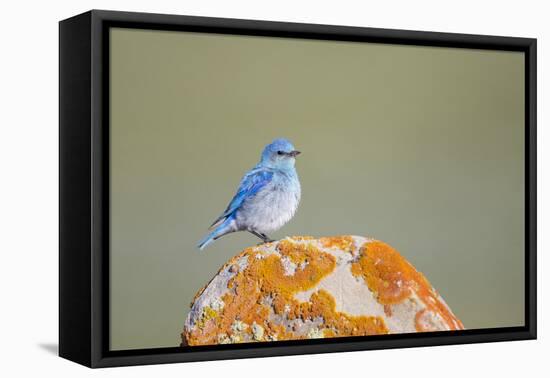 Wyoming, Sublette Co, Mountain Bluebird Sitting on Orange Lichen Rock-Elizabeth Boehm-Framed Premier Image Canvas