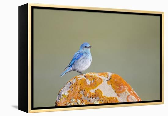 Wyoming, Sublette Co, Mountain Bluebird Sitting on Orange Lichen Rock-Elizabeth Boehm-Framed Premier Image Canvas