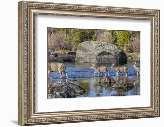 Wyoming, Sublette Co, Mule Deer Doe and Fawns Crossing a River-Elizabeth Boehm-Framed Photographic Print