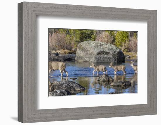 Wyoming, Sublette Co, Mule Deer Doe and Fawns Crossing a River-Elizabeth Boehm-Framed Photographic Print