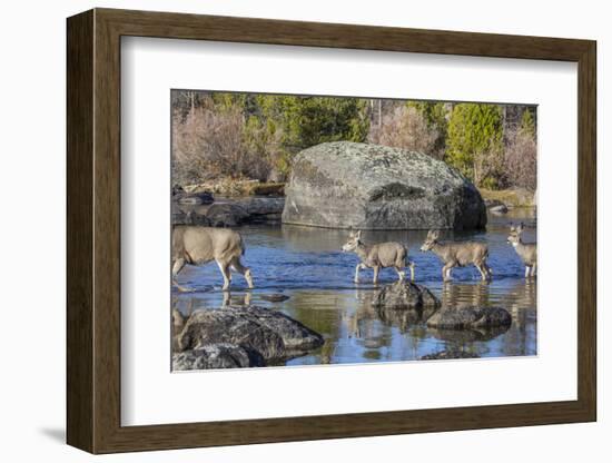 Wyoming, Sublette Co, Mule Deer Doe and Fawns Crossing a River-Elizabeth Boehm-Framed Photographic Print