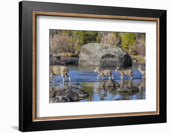 Wyoming, Sublette Co, Mule Deer Doe and Fawns Crossing a River-Elizabeth Boehm-Framed Photographic Print