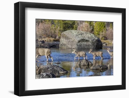 Wyoming, Sublette Co, Mule Deer Doe and Fawns Crossing a River-Elizabeth Boehm-Framed Photographic Print