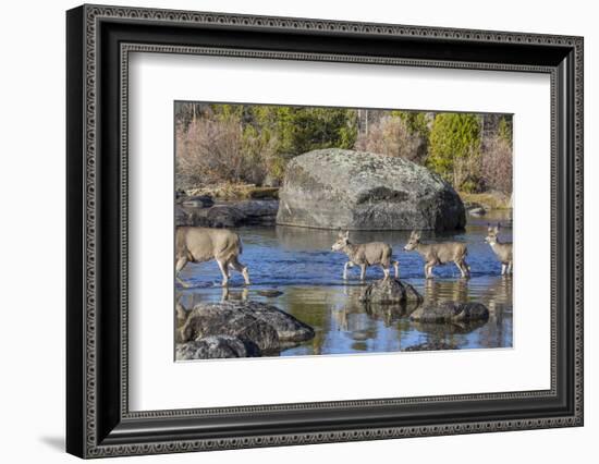 Wyoming, Sublette Co, Mule Deer Doe and Fawns Crossing a River-Elizabeth Boehm-Framed Photographic Print