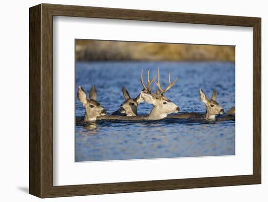 Wyoming, Sublette Co, Mule Deer Does and Buck Swimming-Elizabeth Boehm-Framed Photographic Print