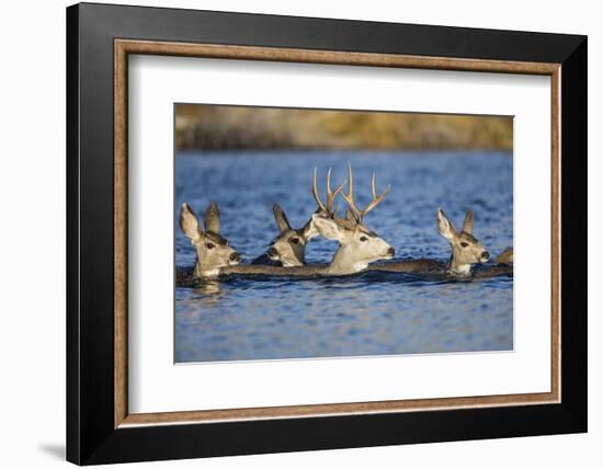 Wyoming, Sublette Co, Mule Deer Does and Buck Swimming-Elizabeth Boehm-Framed Photographic Print