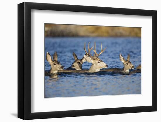 Wyoming, Sublette Co, Mule Deer Does and Buck Swimming-Elizabeth Boehm-Framed Photographic Print