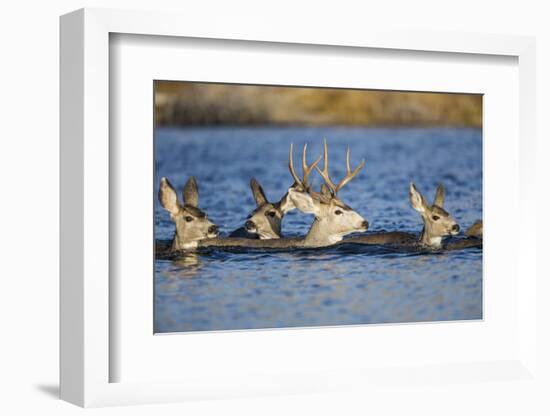 Wyoming, Sublette Co, Mule Deer Does and Buck Swimming-Elizabeth Boehm-Framed Photographic Print