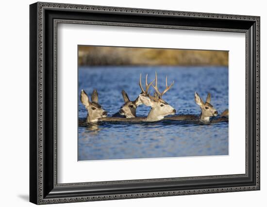 Wyoming, Sublette Co, Mule Deer Does and Buck Swimming-Elizabeth Boehm-Framed Photographic Print