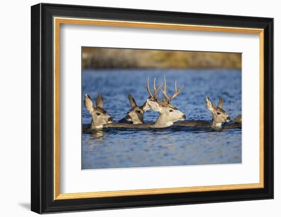 Wyoming, Sublette Co, Mule Deer Does and Buck Swimming-Elizabeth Boehm-Framed Photographic Print