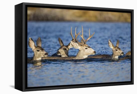 Wyoming, Sublette Co, Mule Deer Does and Buck Swimming-Elizabeth Boehm-Framed Premier Image Canvas