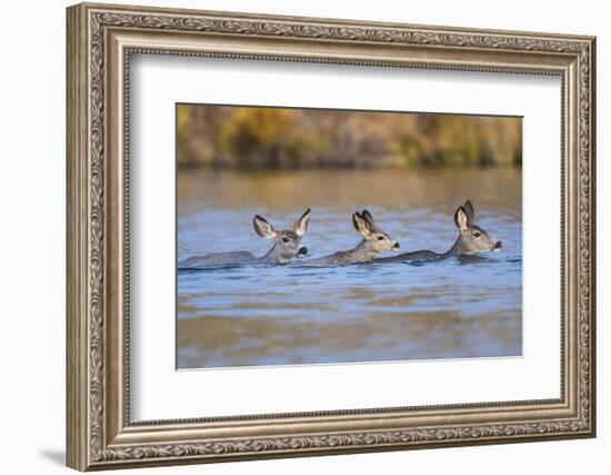 Wyoming, Sublette Co, Mule Deer Does and Fawn Swimming across a Lake-Elizabeth Boehm-Framed Photographic Print