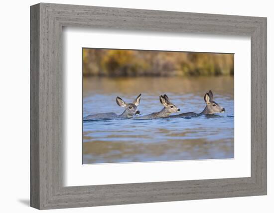 Wyoming, Sublette Co, Mule Deer Does and Fawn Swimming across a Lake-Elizabeth Boehm-Framed Photographic Print