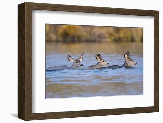Wyoming, Sublette Co, Mule Deer Does and Fawn Swimming across a Lake-Elizabeth Boehm-Framed Photographic Print