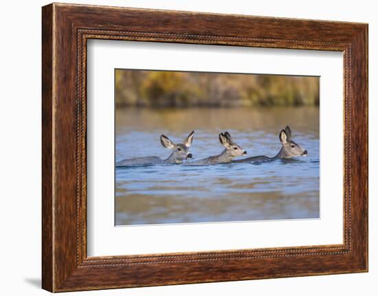 Wyoming, Sublette Co, Mule Deer Does and Fawn Swimming across a Lake-Elizabeth Boehm-Framed Photographic Print