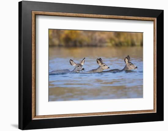 Wyoming, Sublette Co, Mule Deer Does and Fawn Swimming across a Lake-Elizabeth Boehm-Framed Photographic Print