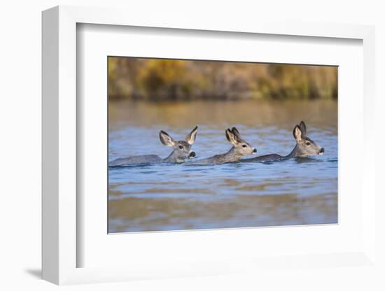 Wyoming, Sublette Co, Mule Deer Does and Fawn Swimming across a Lake-Elizabeth Boehm-Framed Photographic Print