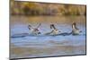 Wyoming, Sublette Co, Mule Deer Does and Fawn Swimming across a Lake-Elizabeth Boehm-Mounted Photographic Print