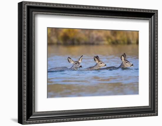 Wyoming, Sublette Co, Mule Deer Does and Fawn Swimming across a Lake-Elizabeth Boehm-Framed Photographic Print