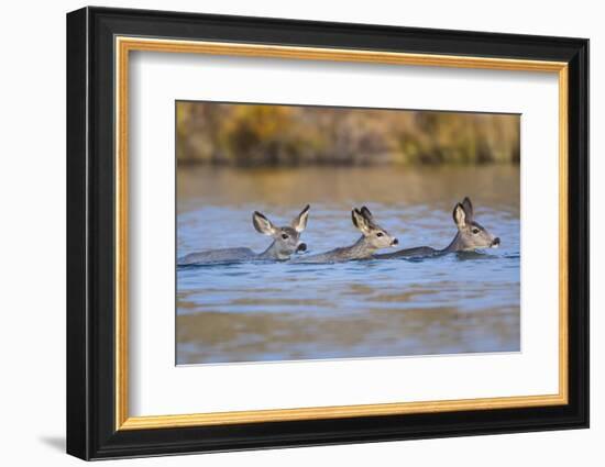 Wyoming, Sublette Co, Mule Deer Does and Fawn Swimming across a Lake-Elizabeth Boehm-Framed Photographic Print