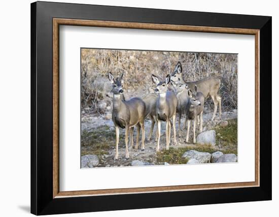 Wyoming, Sublette Co, Mule Deer Does and Fawns During Autumn Migration-Elizabeth Boehm-Framed Photographic Print