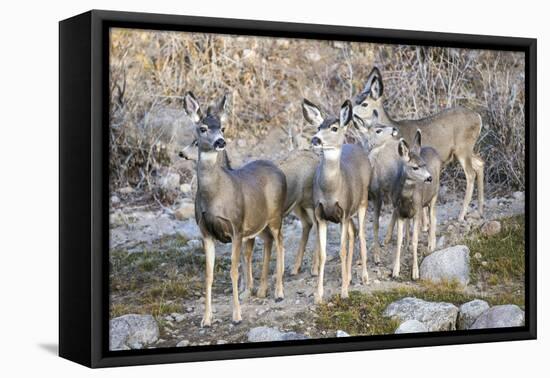 Wyoming, Sublette Co, Mule Deer Does and Fawns During Autumn Migration-Elizabeth Boehm-Framed Premier Image Canvas