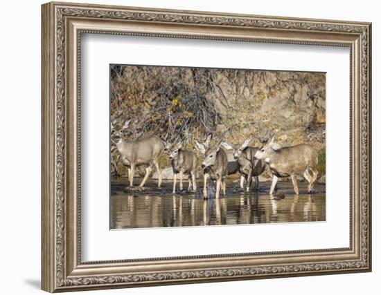 Wyoming, Sublette Co, Mule Deer Herd Crossing a River in Autumn-Elizabeth Boehm-Framed Photographic Print